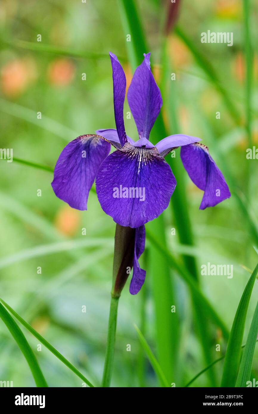 Iris sibirica 'Bracknell', Iris sibérien 'Bracknell' floraison bleu foncé unique Banque D'Images
