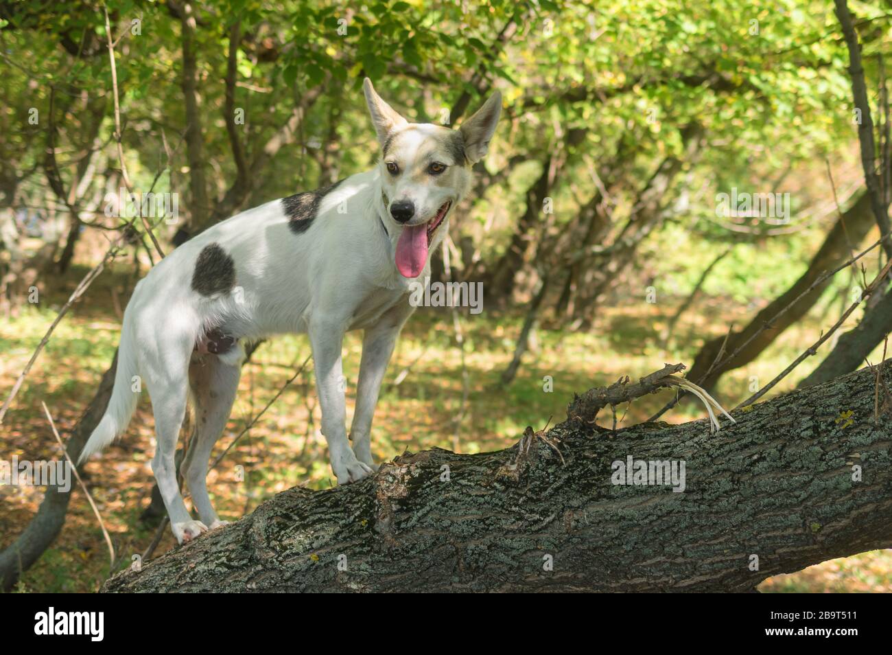 Chien de chasse et de race blanche nordique debout sur une branche arborescente dans la forêt automnale et regardant autour Banque D'Images