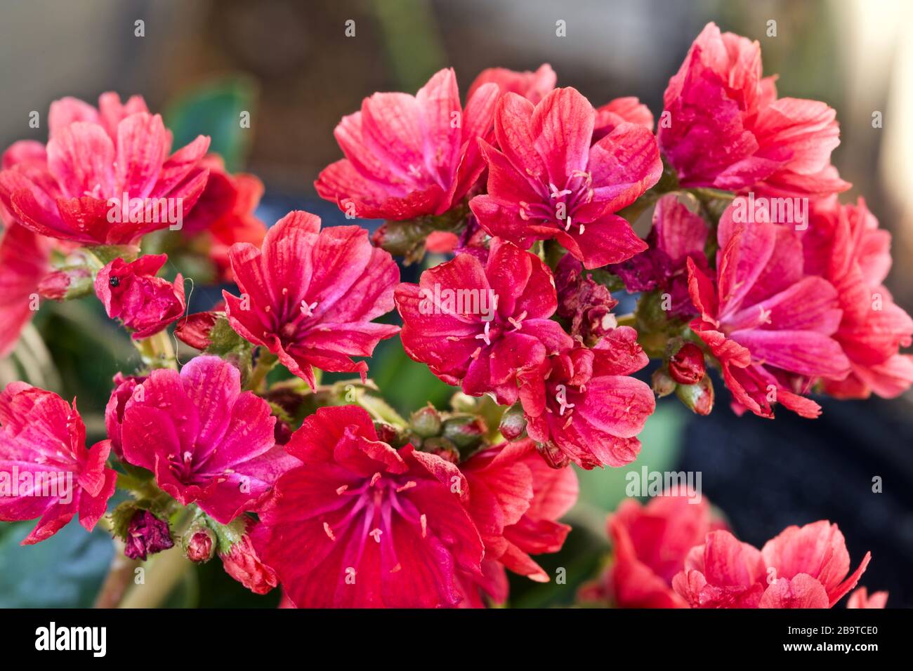 Lewisia ‘Safira Rouge’ Banque D'Images