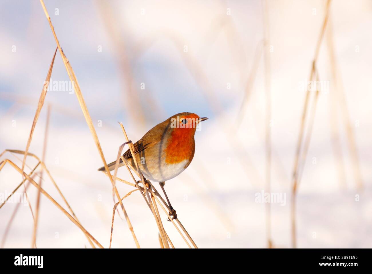 Robin erithacus rubecula, perché sur l'herbe morte dans la neige, Aberdeenshire Banque D'Images