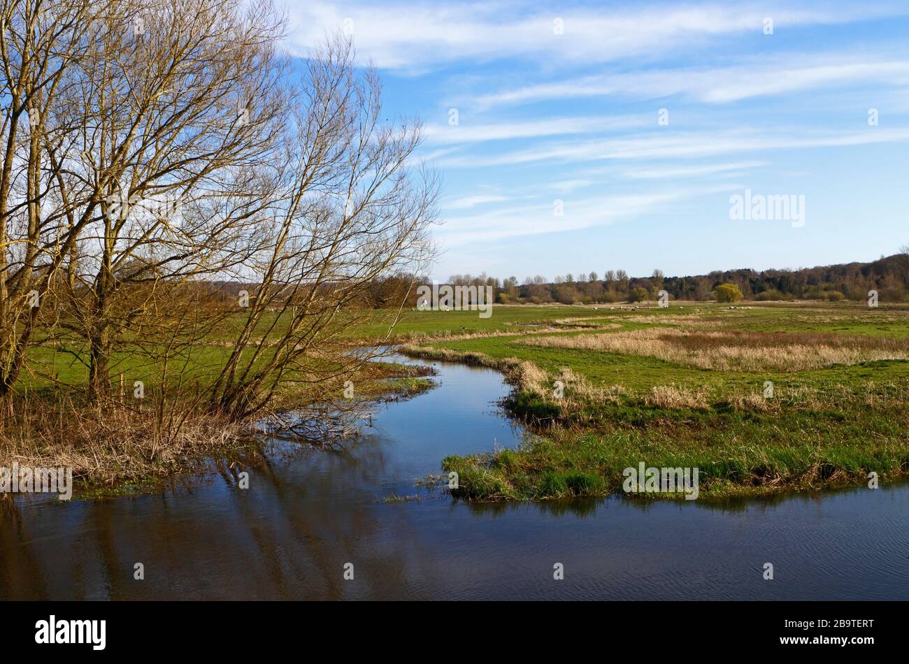 Une digue de drainage qui traverse des marais de pâturage avec du bétail dans la rivière Wensum à Ringland, Norfolk, Angleterre, Royaume-Uni, Europe. Banque D'Images