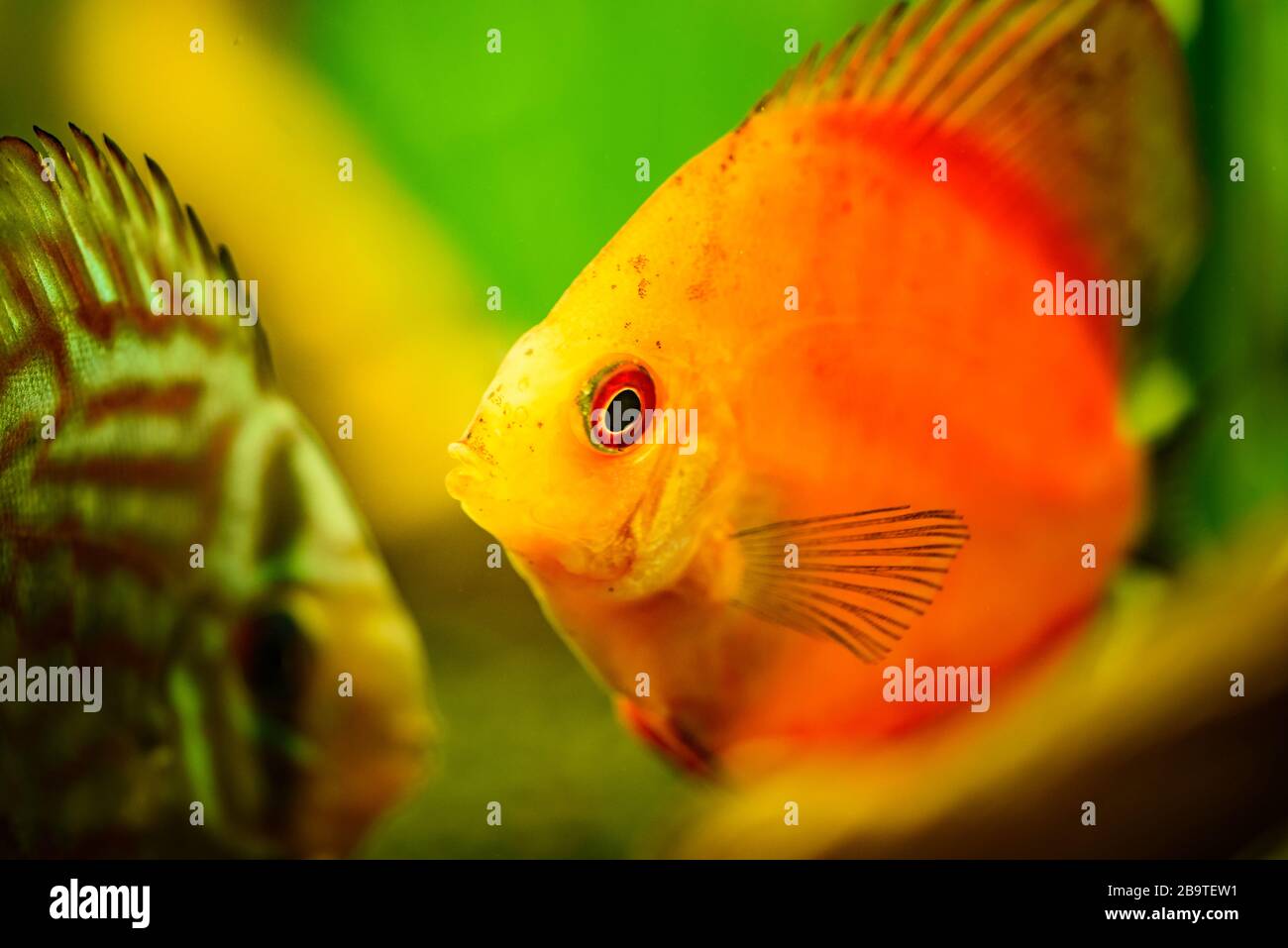 Portrait d'un rouge tropical Symphysodon discus poisson dans un réservoir de poisson. Banque D'Images