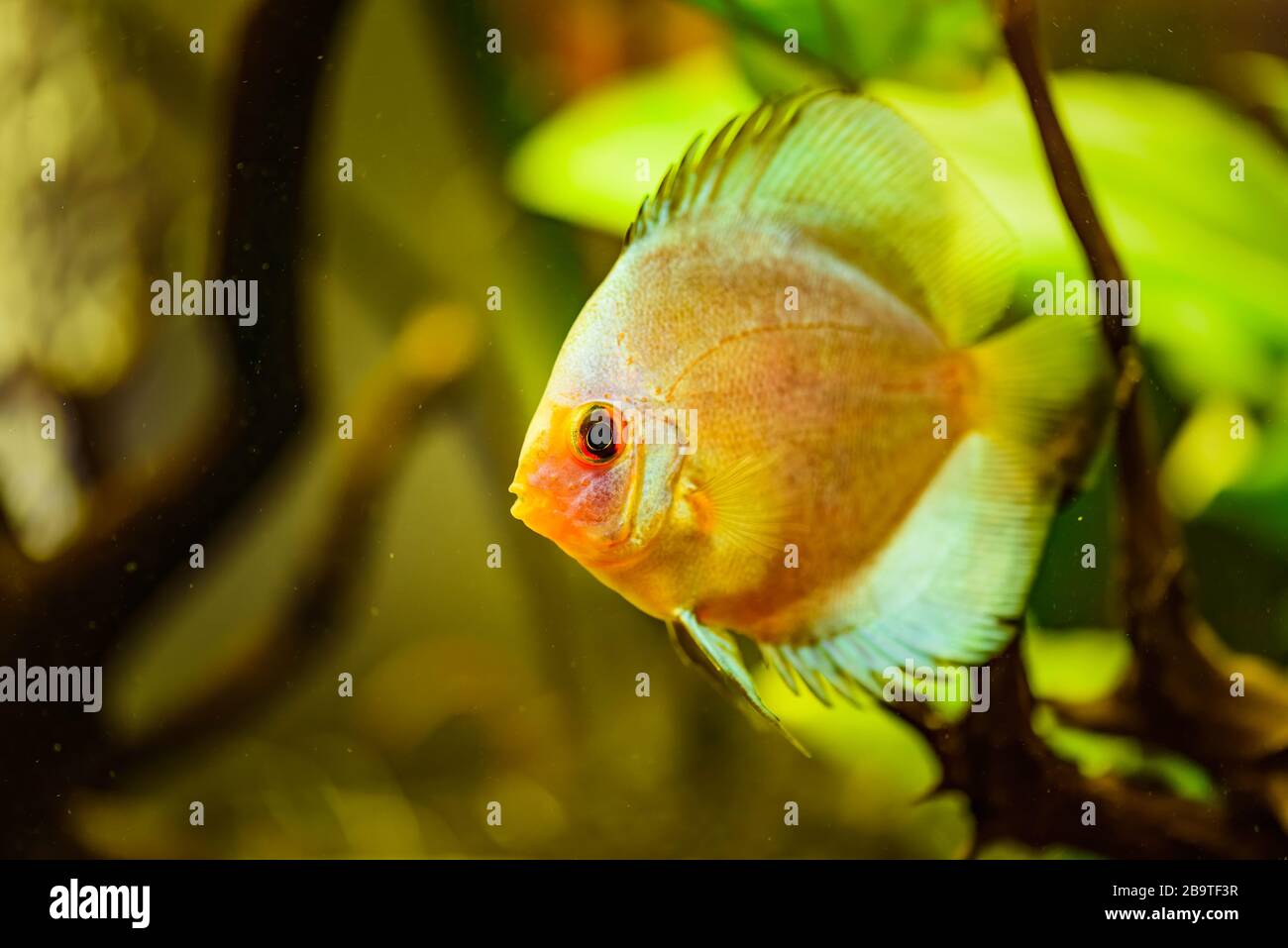 Portrait d'un jaune tropical Symphysodon discus poisson dans un réservoir de poisson. Banque D'Images