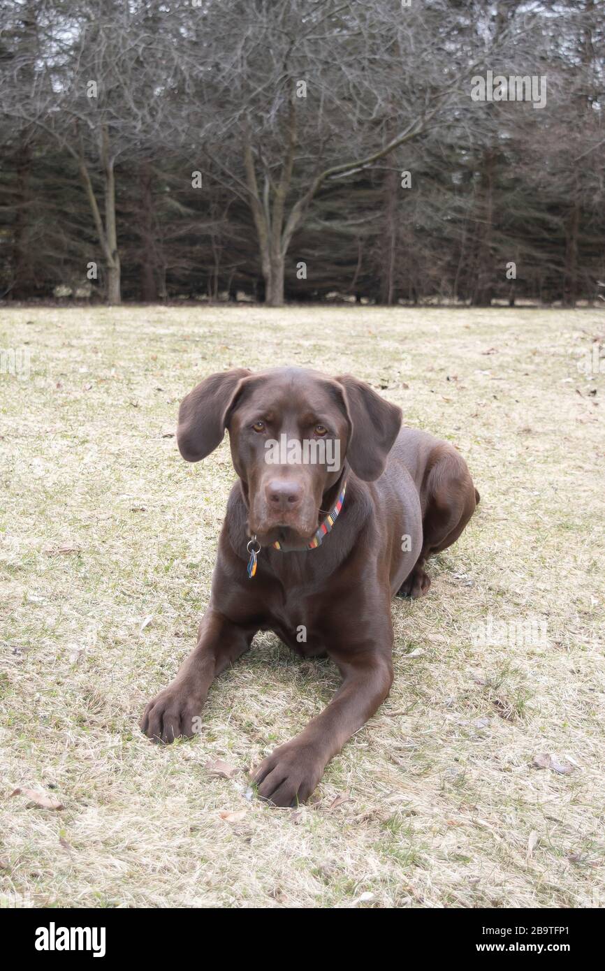 Tir sur la tête et la poitrine d'un laboratoire de chocolat pour adulte. Homme Banque D'Images