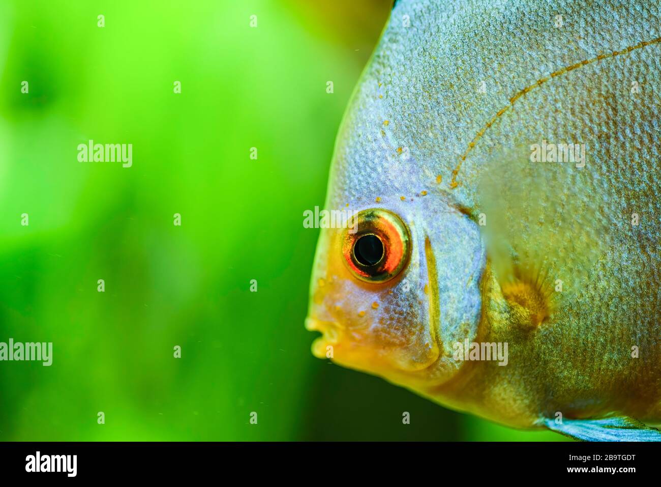 Portrait d'un bleu tropical Symphysodon discus poisson dans un réservoir de poisson. Banque D'Images