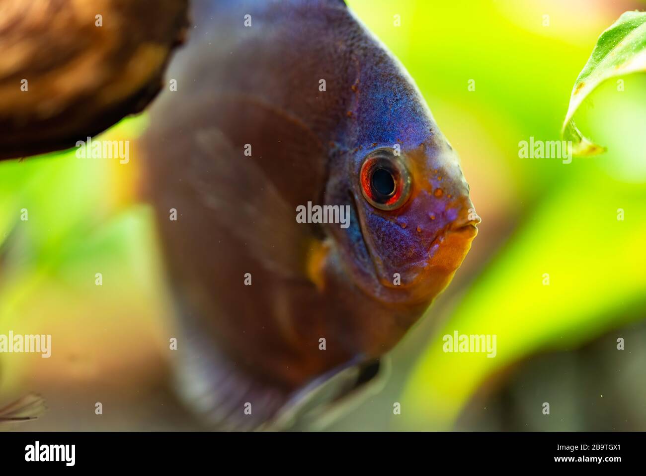 Portrait d'un bleu tropical Symphysodon discus poisson dans un réservoir de poisson. Banque D'Images