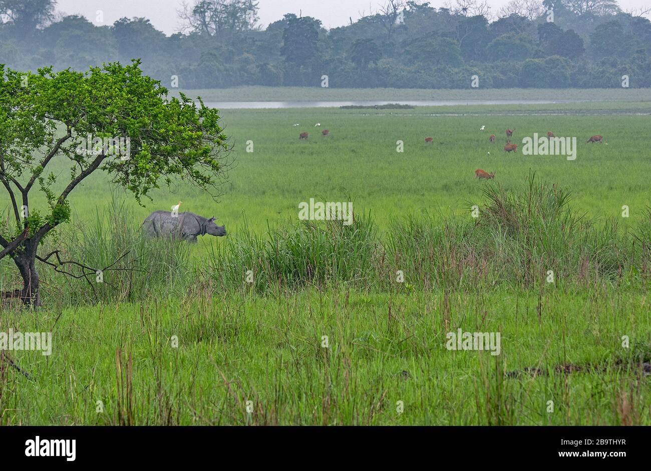 Le Grand Horned Rhinoceros dans un paysage parfait au parc national de Kaziranga, Assam, Inde Banque D'Images