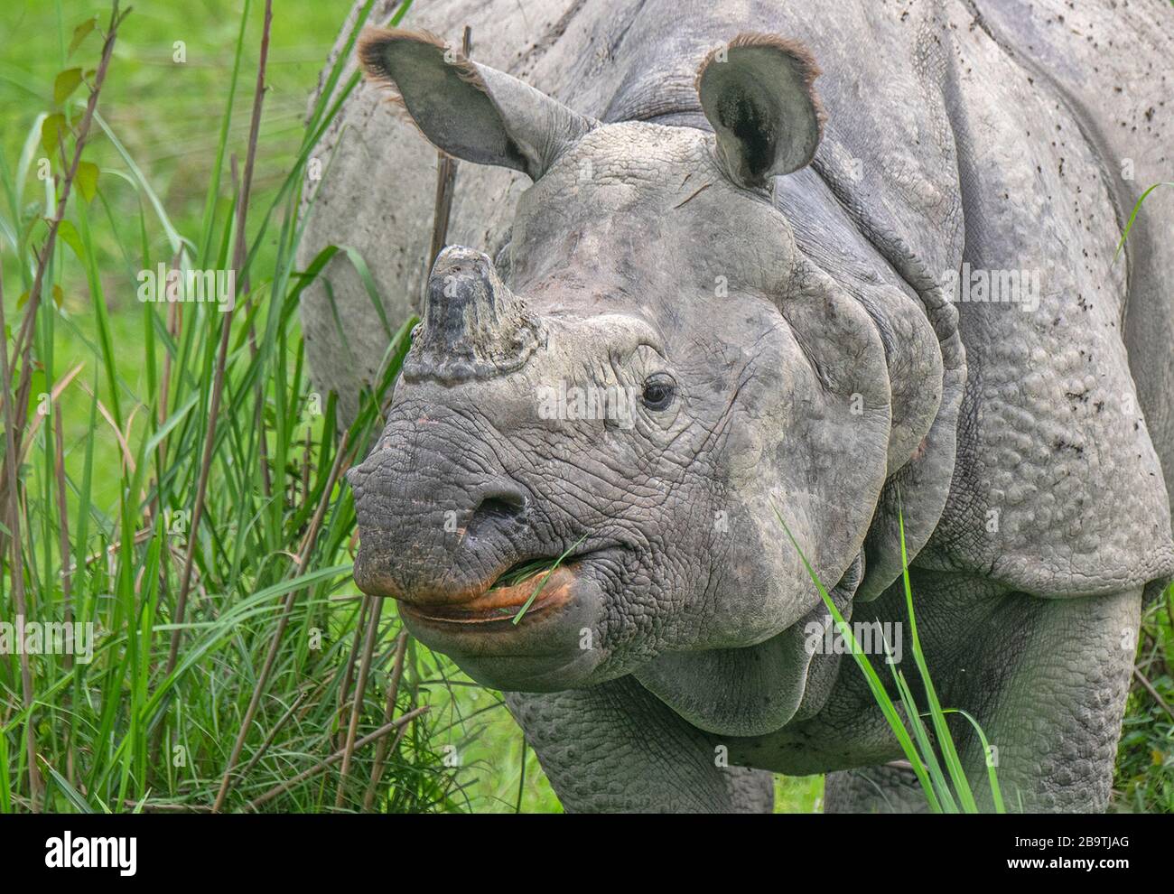 Le Grand Rhinoceros Horned au parc national de Kaziranga, Assam, Inde Banque D'Images