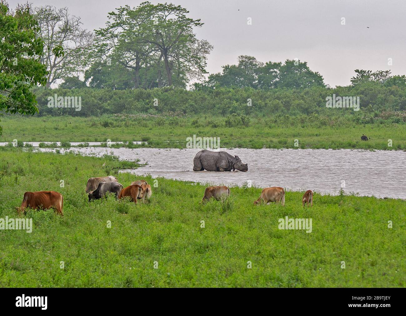 Le Grand Rchino Horned dans l'eau au parc national de Kaziranga, Assam, Inde Banque D'Images