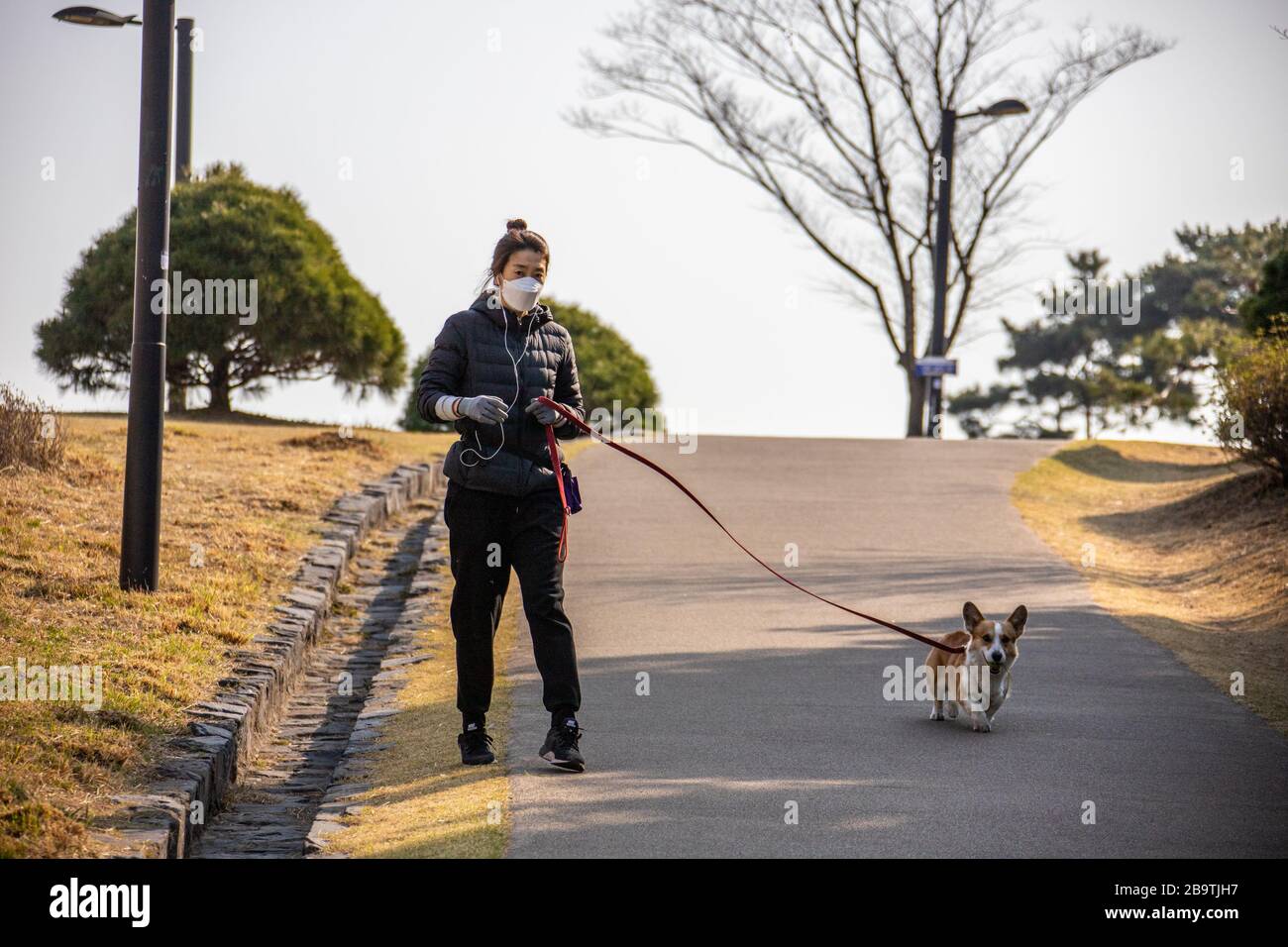 Femme marchant son chien pendant la pandémie de Coronavirus, Séoul, Corée du Sud Banque D'Images