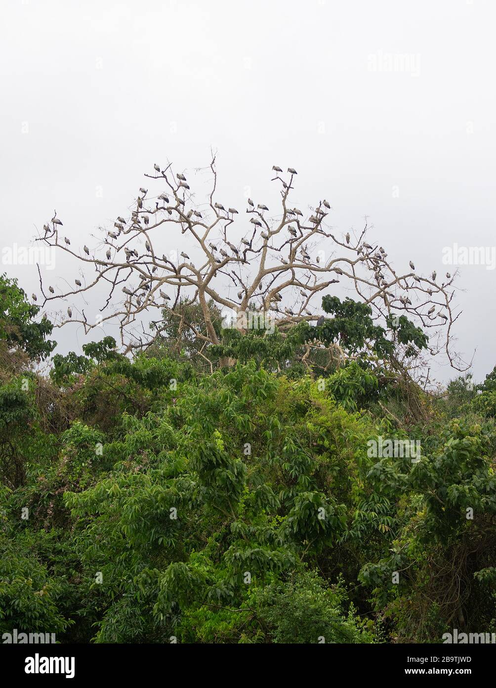 L'Openbill asiatique Storks sur un arbre au parc national de Kaziranga, Assam, Inde Banque D'Images
