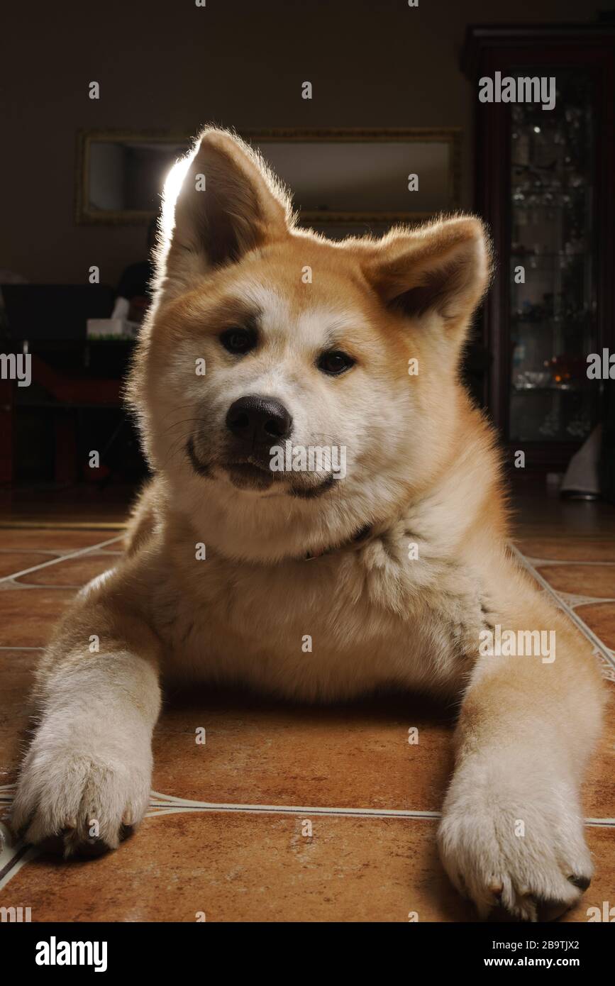 Confondu le chien Akita regardant la caméra tout en inclinant la tête Banque D'Images