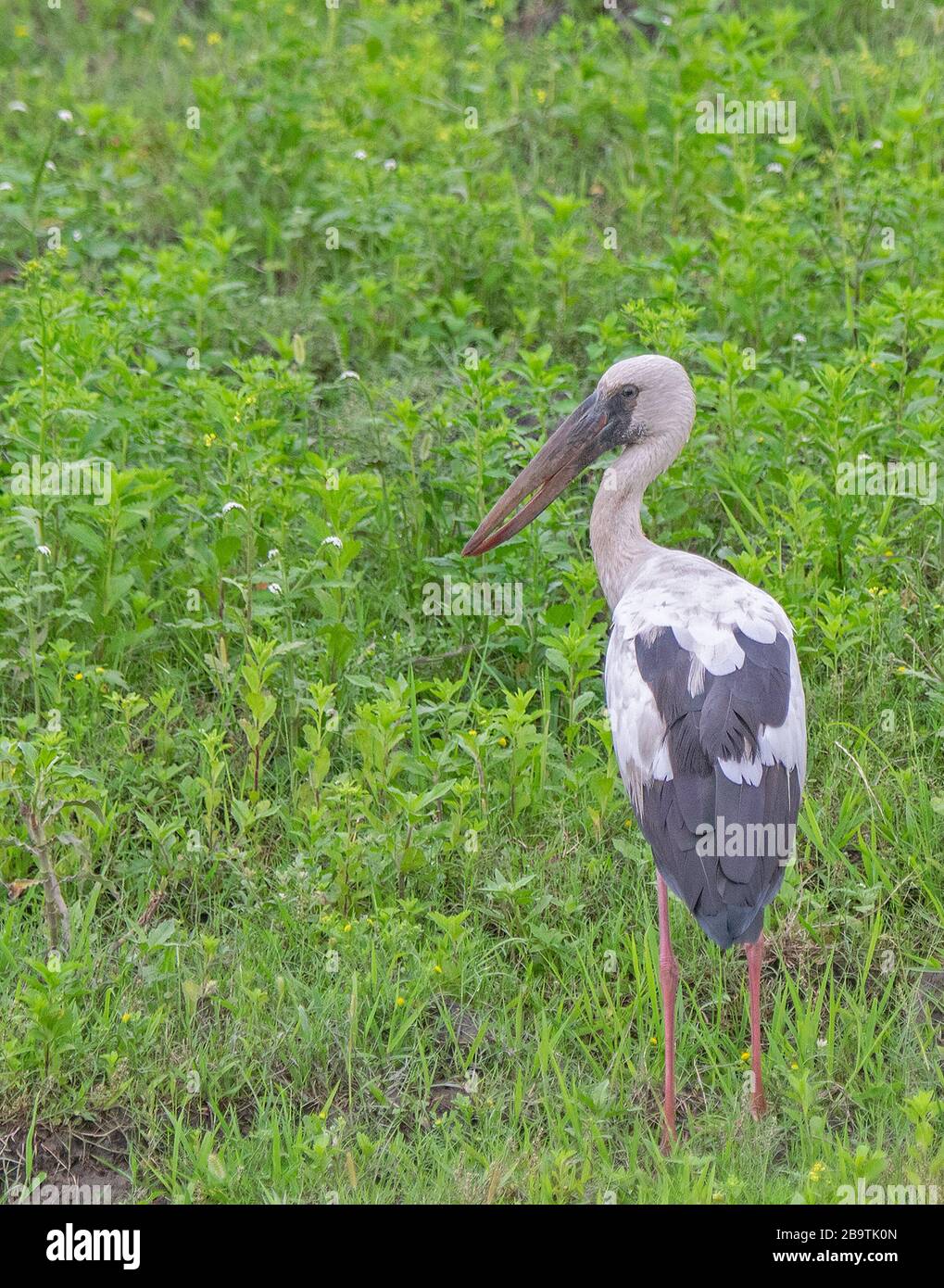 Porc asiatique Openbill dans la prairie verte du parc national de Kaziranga, Assam, Inde Banque D'Images
