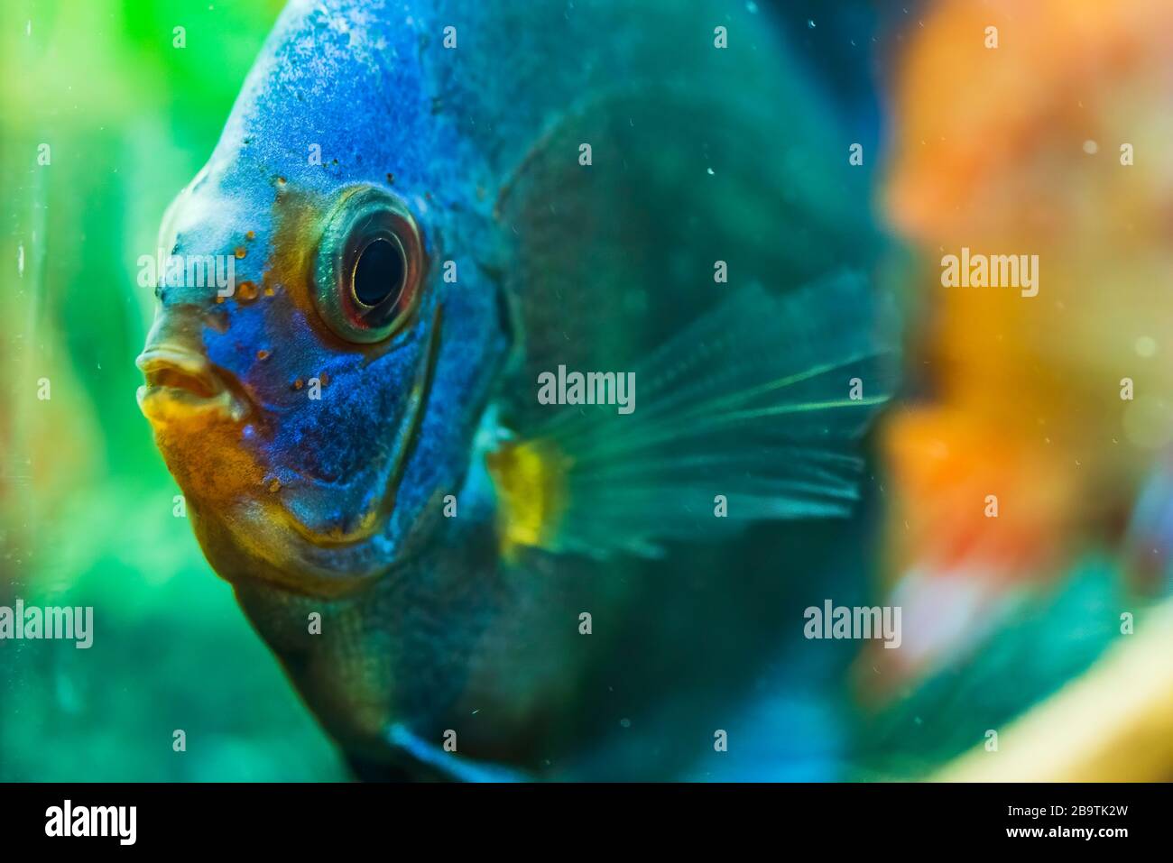 Portrait d'un bleu tropical Symphysodon discus poisson dans un réservoir de poisson. Banque D'Images