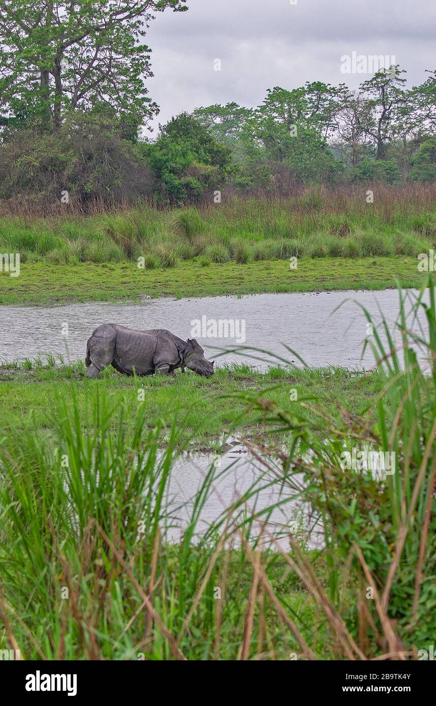 Le Grand Indien un Horned Rhinoceros près d'un bel dans le parc national de Kaziranga, Assam, Inde Banque D'Images