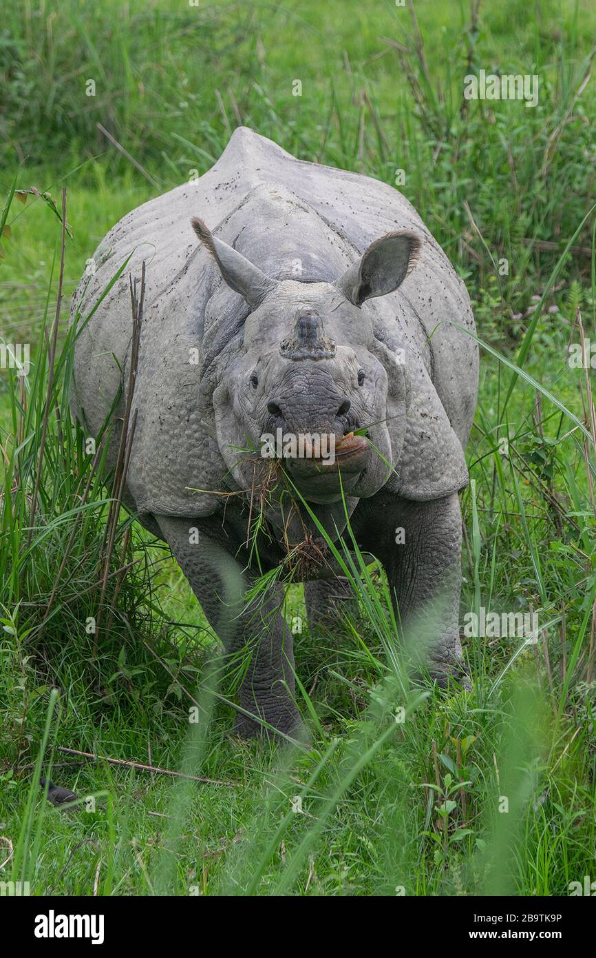 Un grand Indien un-Horned Rhinoceros dans sa gloire pleine au parc national de Kaziranga, Assam, Inde Banque D'Images