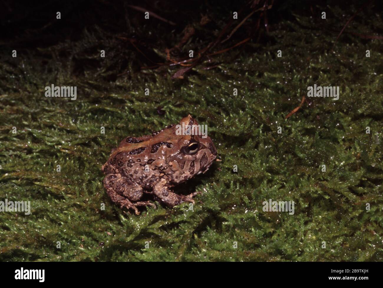Surinam Horned Pacman Frog, Ceratophrys cornuta Banque D'Images