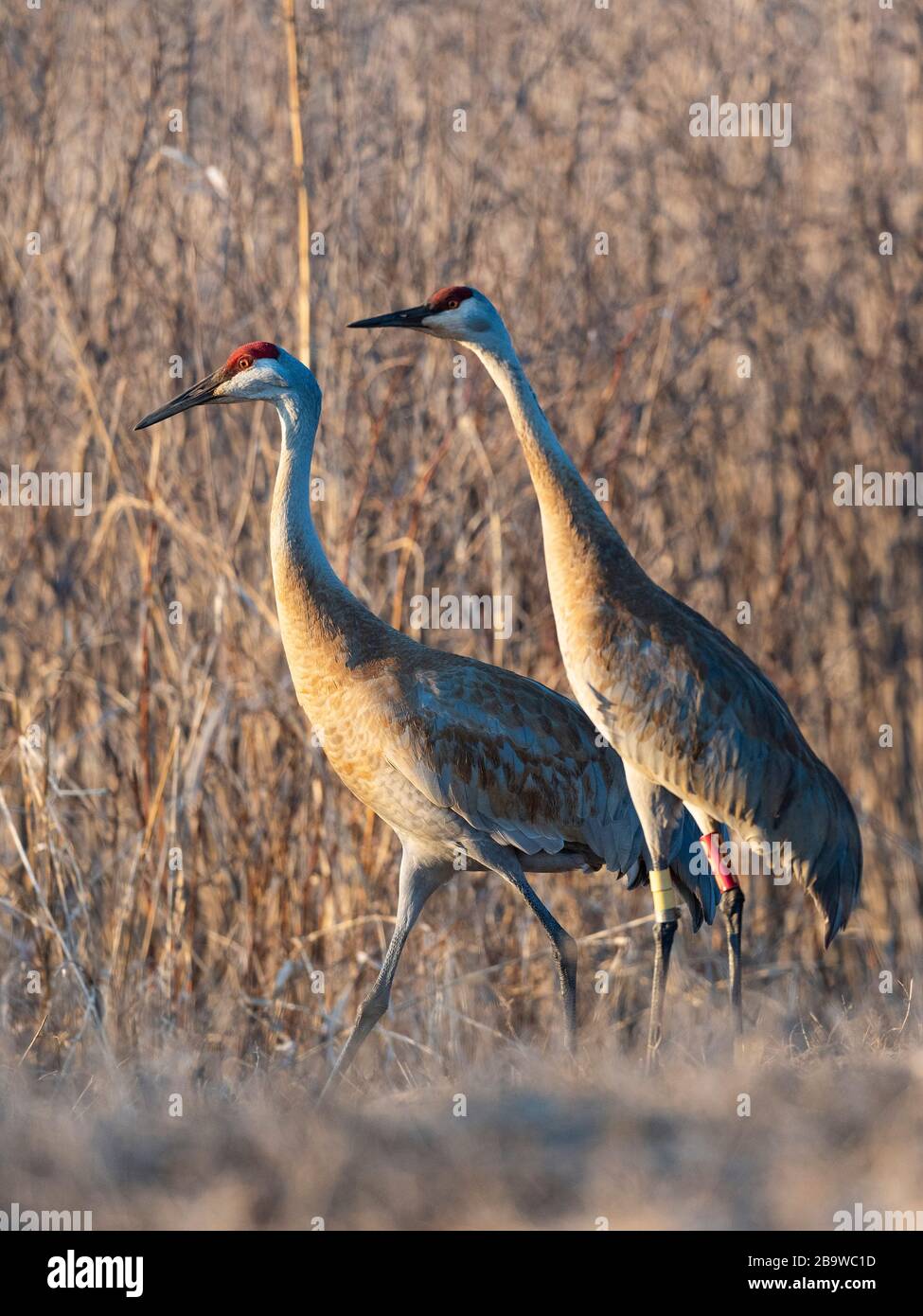 Une paire de grues Sandhill au printemps Banque D'Images