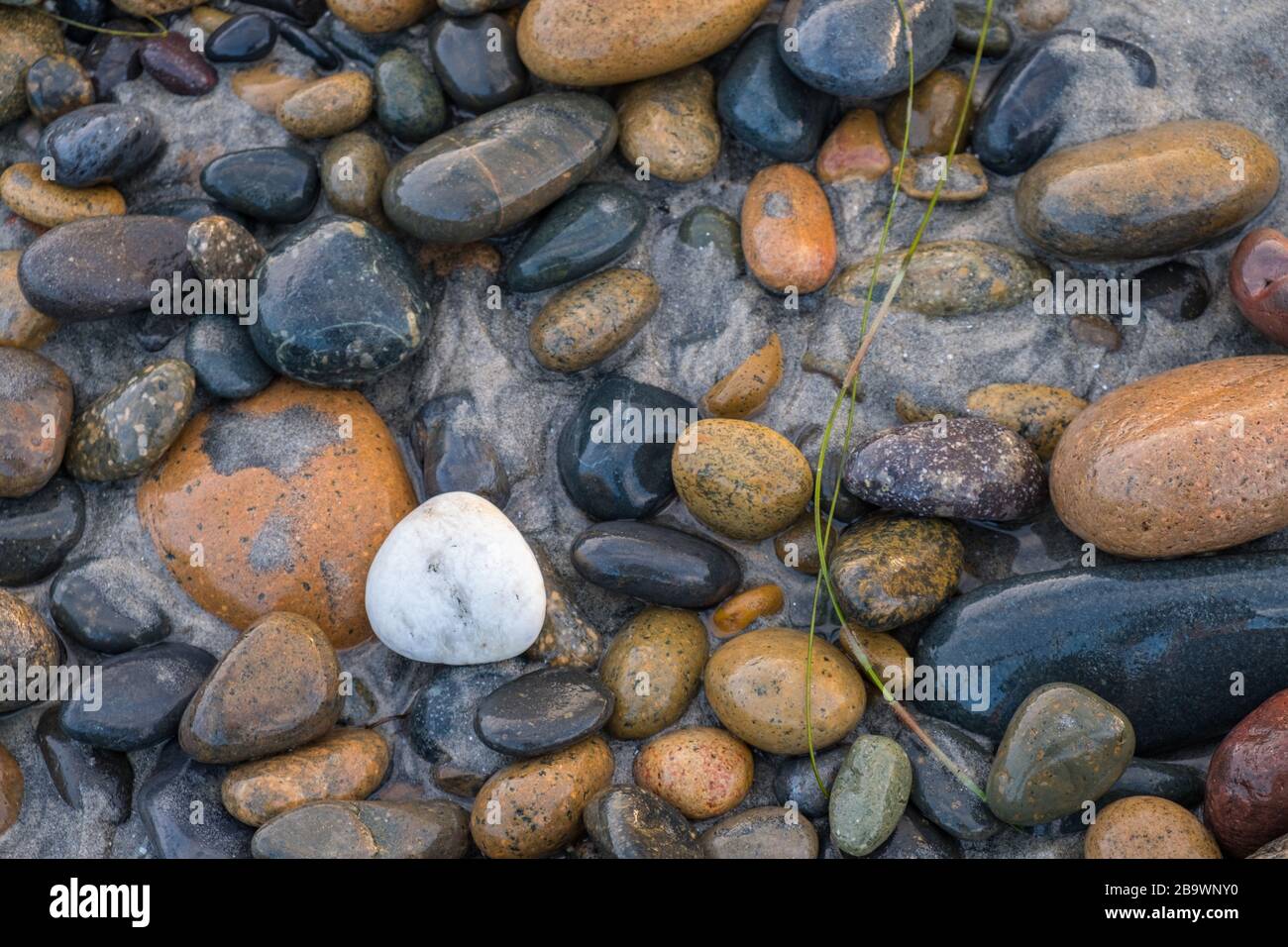 Gros plan de cailloux couverts de fruits de mer Banque D'Images
