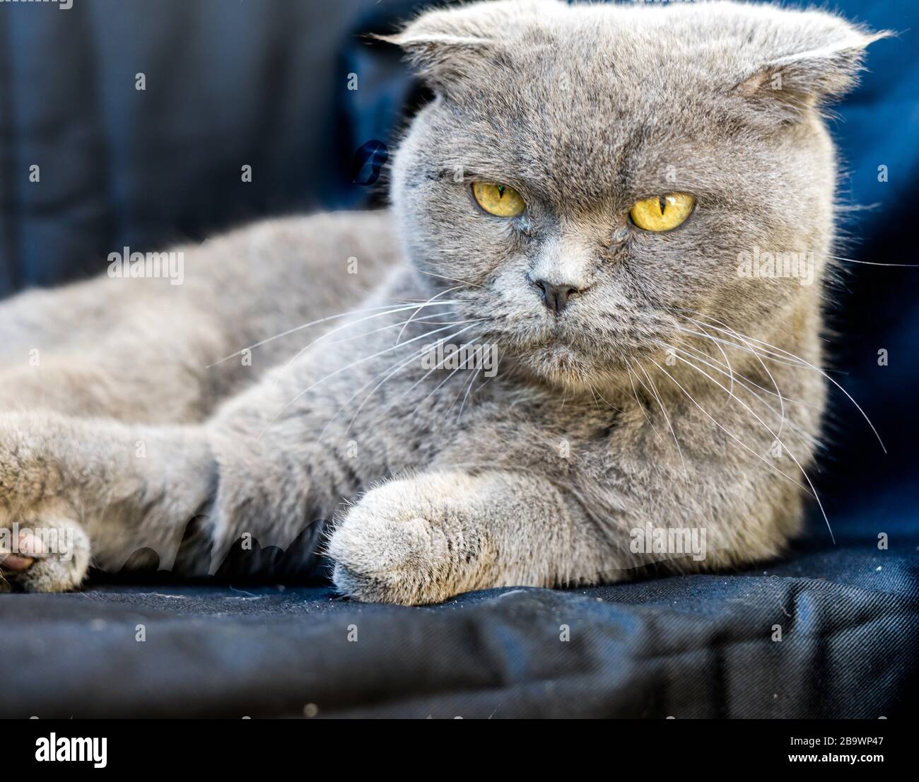 Chat Gris Chartreux Avec Yeux Jaunes Et Regard En Colere Photo Stock Alamy