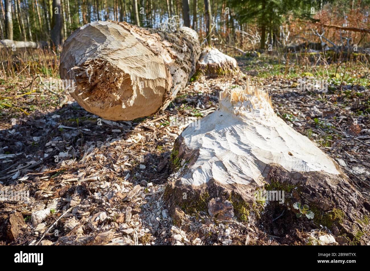 Gros plan image d'un arbre découpée par un castor avec des dents des marques visibles, mise au point sélective. Banque D'Images