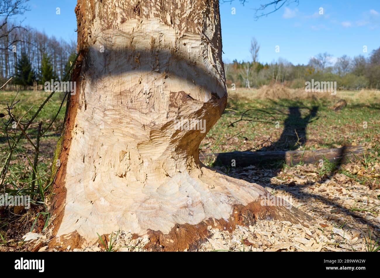 Gros plan d'un arbre nagé de castor, mise au point sélective. Banque D'Images
