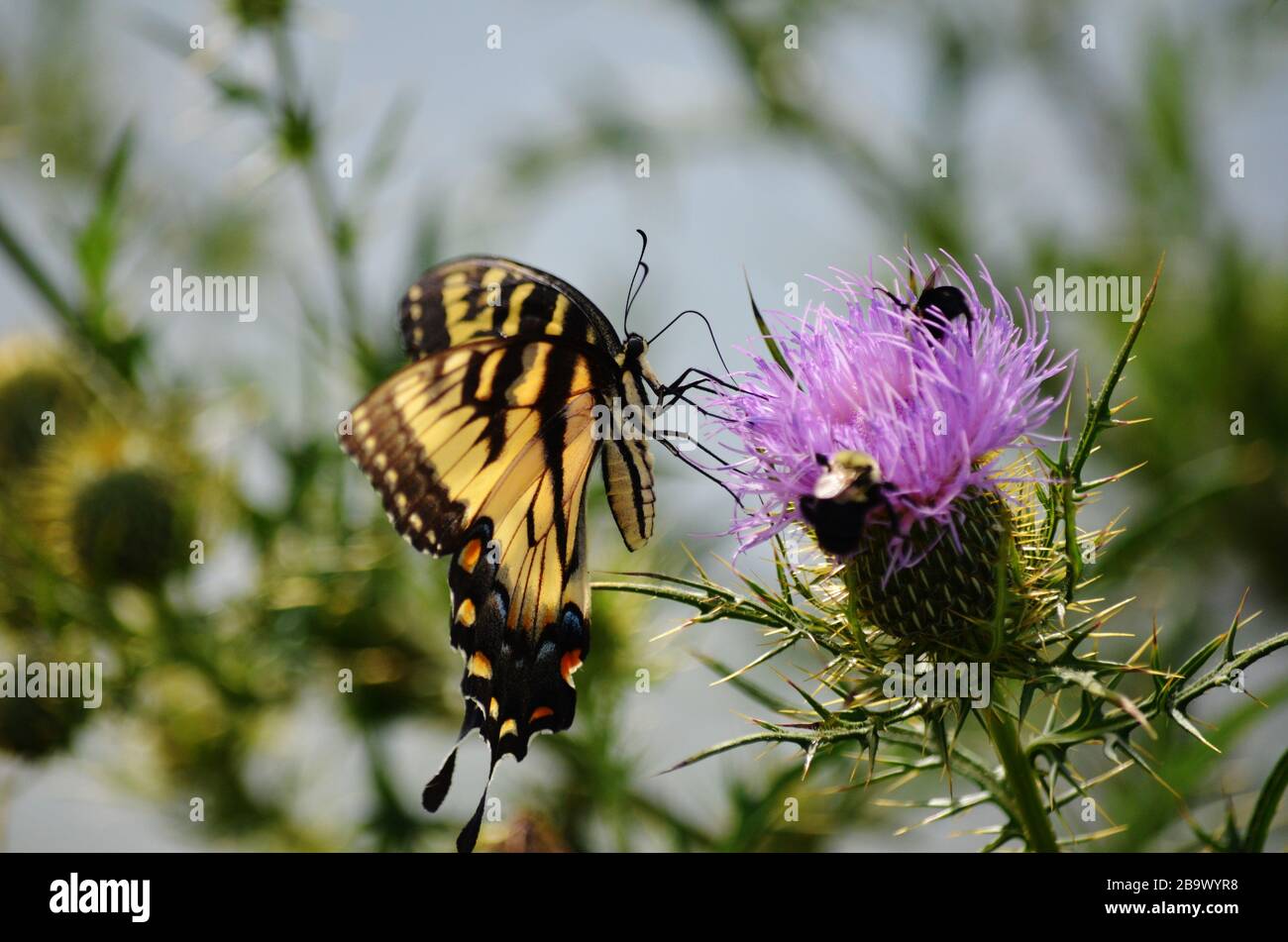 Le papillon à queue d'allowtail aime le nectar de la fleur de chardon Banque D'Images