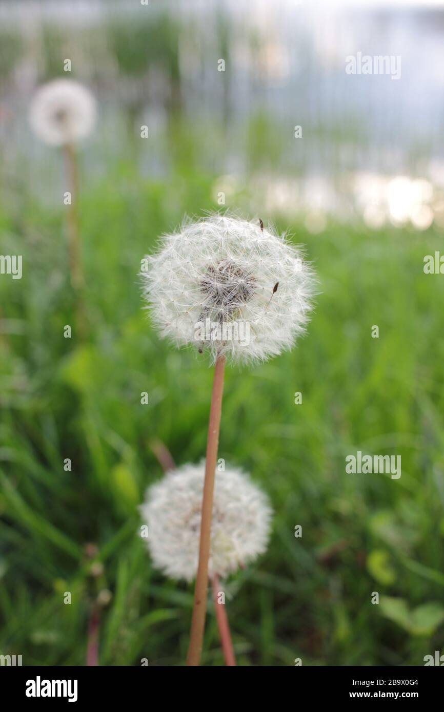 Boule de soufflage de pissenlit (Taraxacum officinale) dans la lumière du soleil de contrôle contre le fond de la rivière et le ciel du soir. Gros plan Banque D'Images