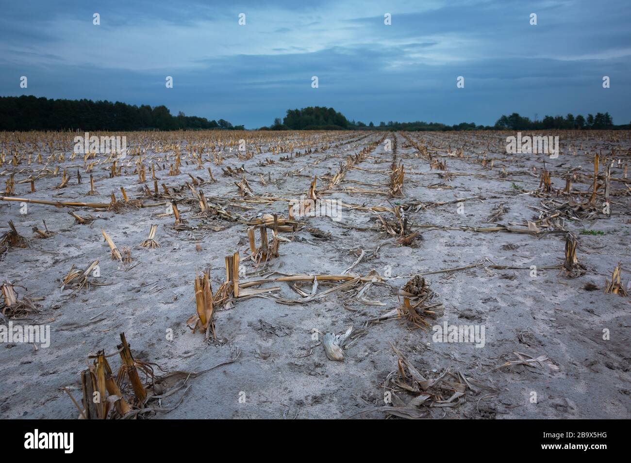 Chaume de maïs sur les terres agricoles, nuages sombres sur le ciel Banque D'Images