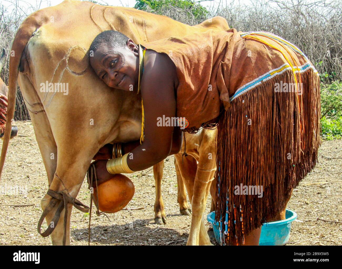 L'Afrique, la Tanzanie, des femmes de la tribu de Datoga (Datoga) en robe traditionnelle, laits une vache. Des cicatrices de beauté peuvent être vues autour de ses yeux Banque D'Images