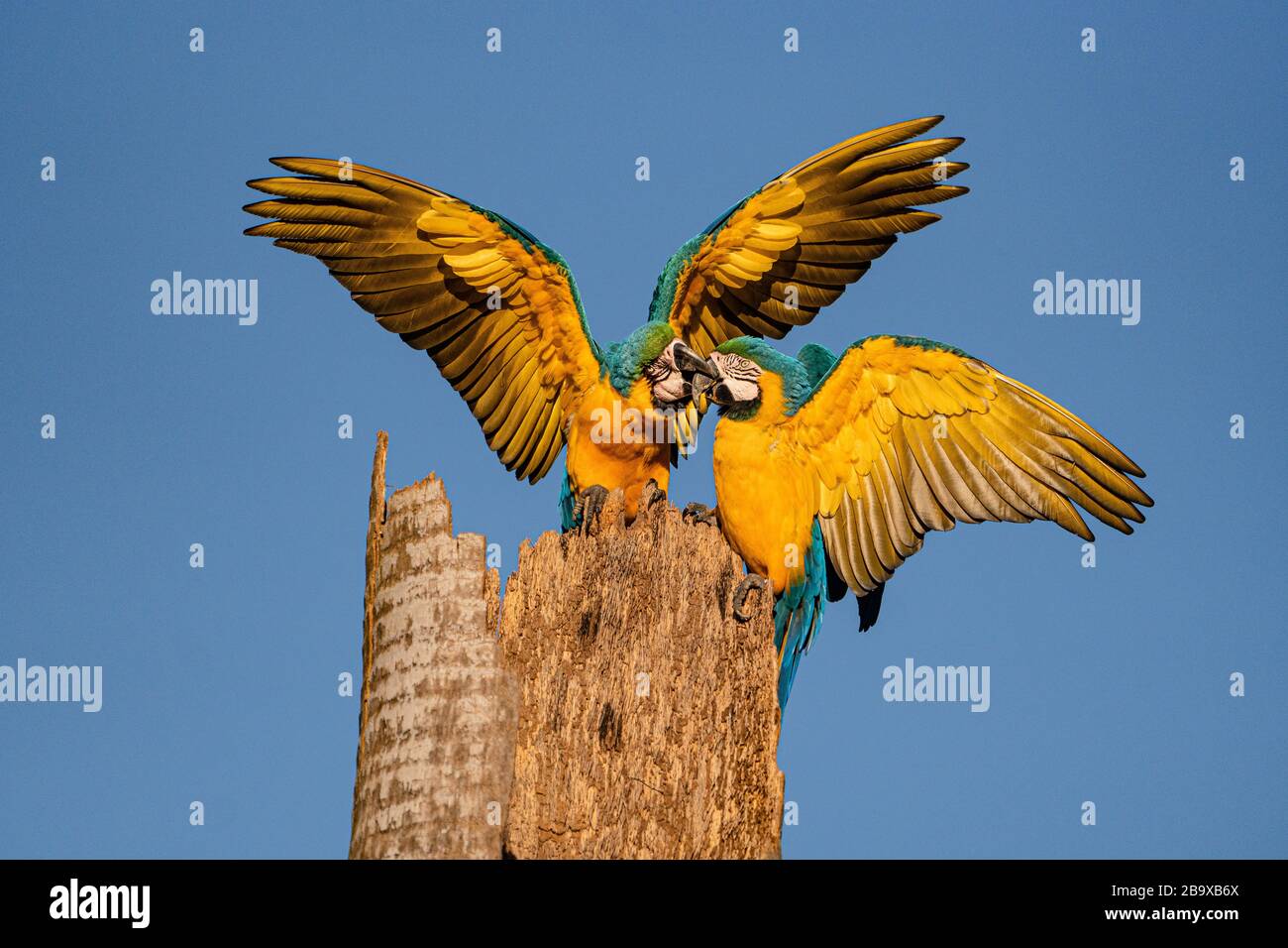 Une belle paire de Macaw bleu et jaune (Ara ararauna) dans le Pantanal Banque D'Images