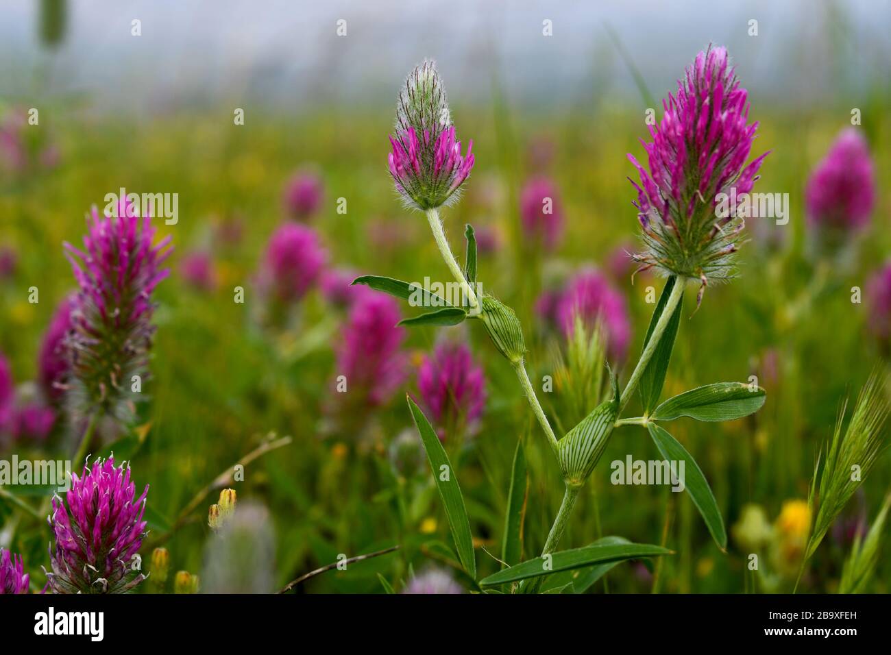 Trifolium purpurem (Clover pourpre) photographié dans la vallée du Rift en Jordanie, en Israël, en mars Banque D'Images