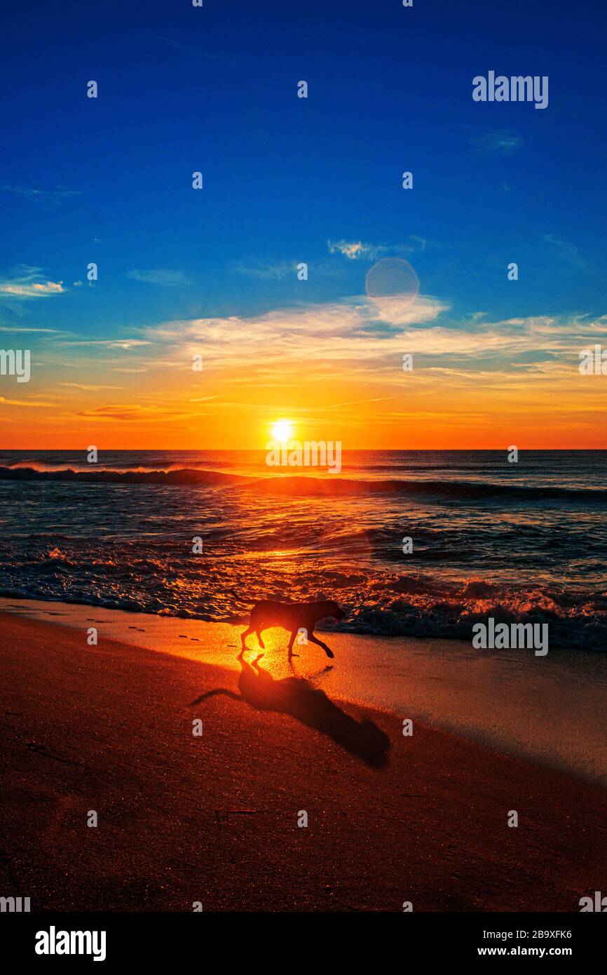 Photo verticale d'un chien marchant sur l'entrée nord Plage Banque D'Images