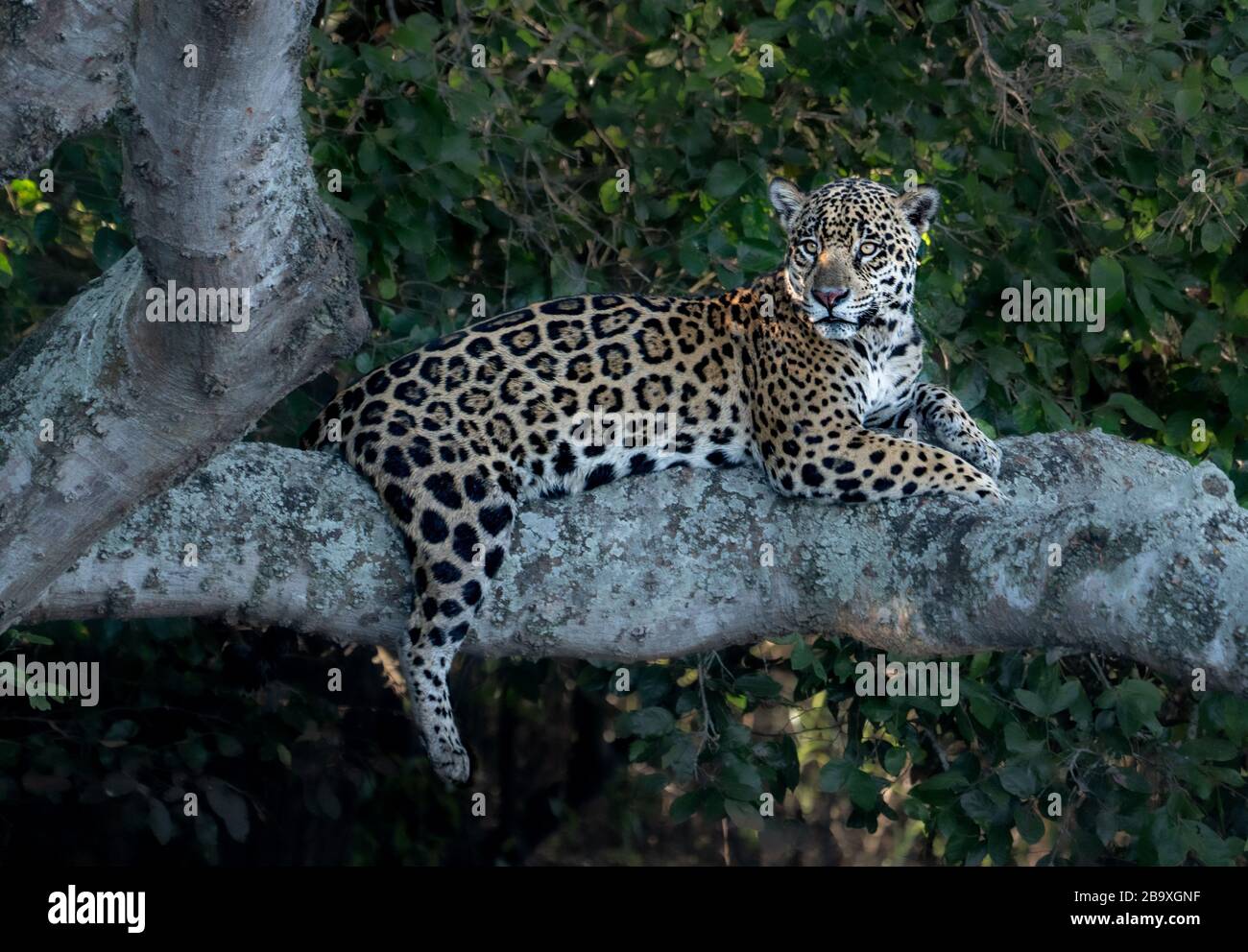 Une belle Jaguar femelle se reposant sur l'arbre dans le Pantanal (Pantana onca) Banque D'Images