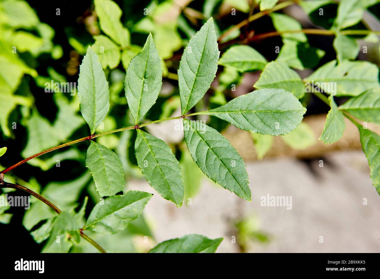 Des feuilles d'arbre vert vibrantes dans un bois anglais sauvage traditionnel dans le soleil brillant de Summers, Angleterre, Royaume-Uni Banque D'Images