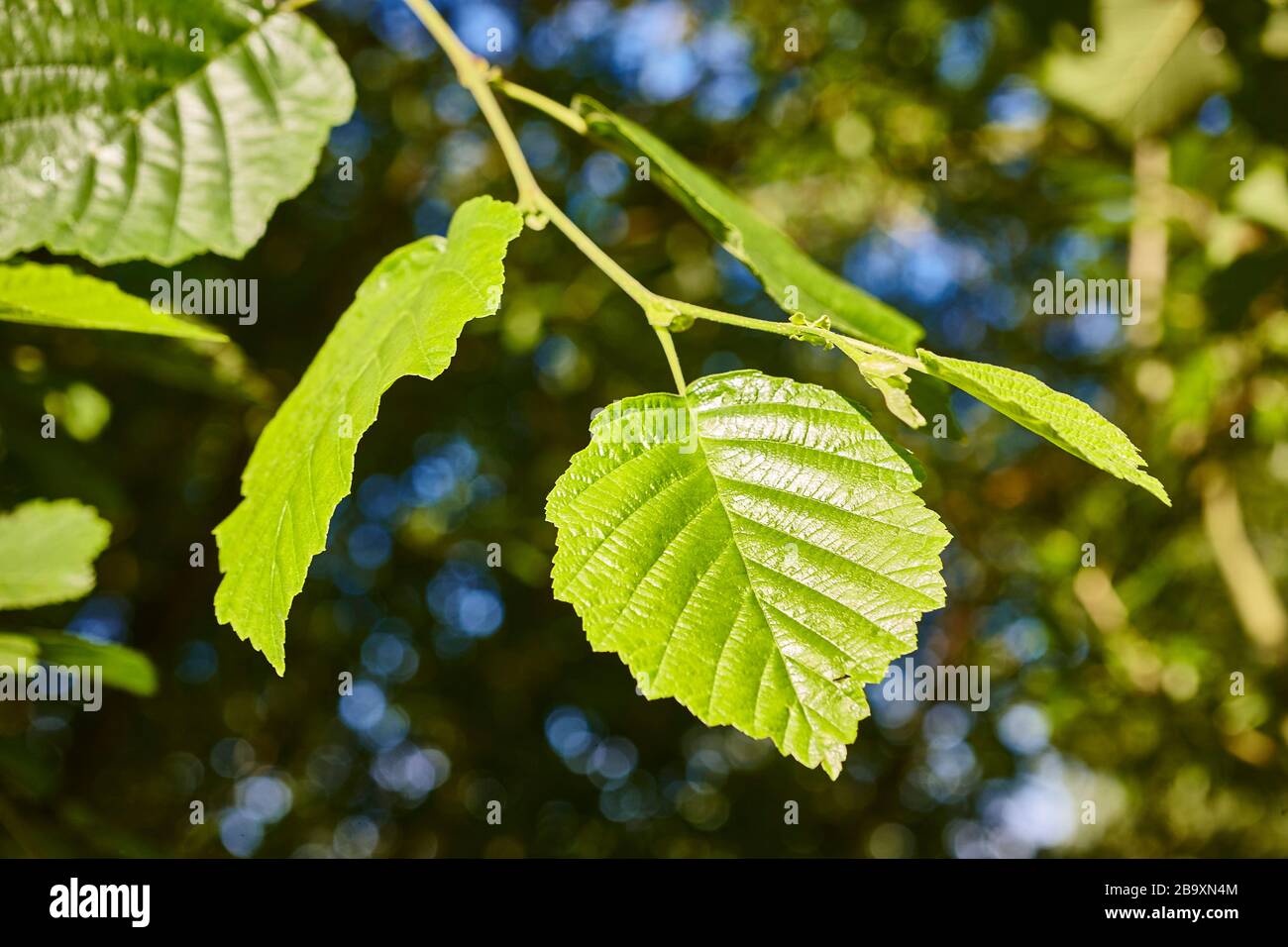 Des feuilles d'arbre vert vibrantes dans un bois anglais sauvage traditionnel dans le soleil brillant de Summers, Angleterre, Royaume-Uni Banque D'Images