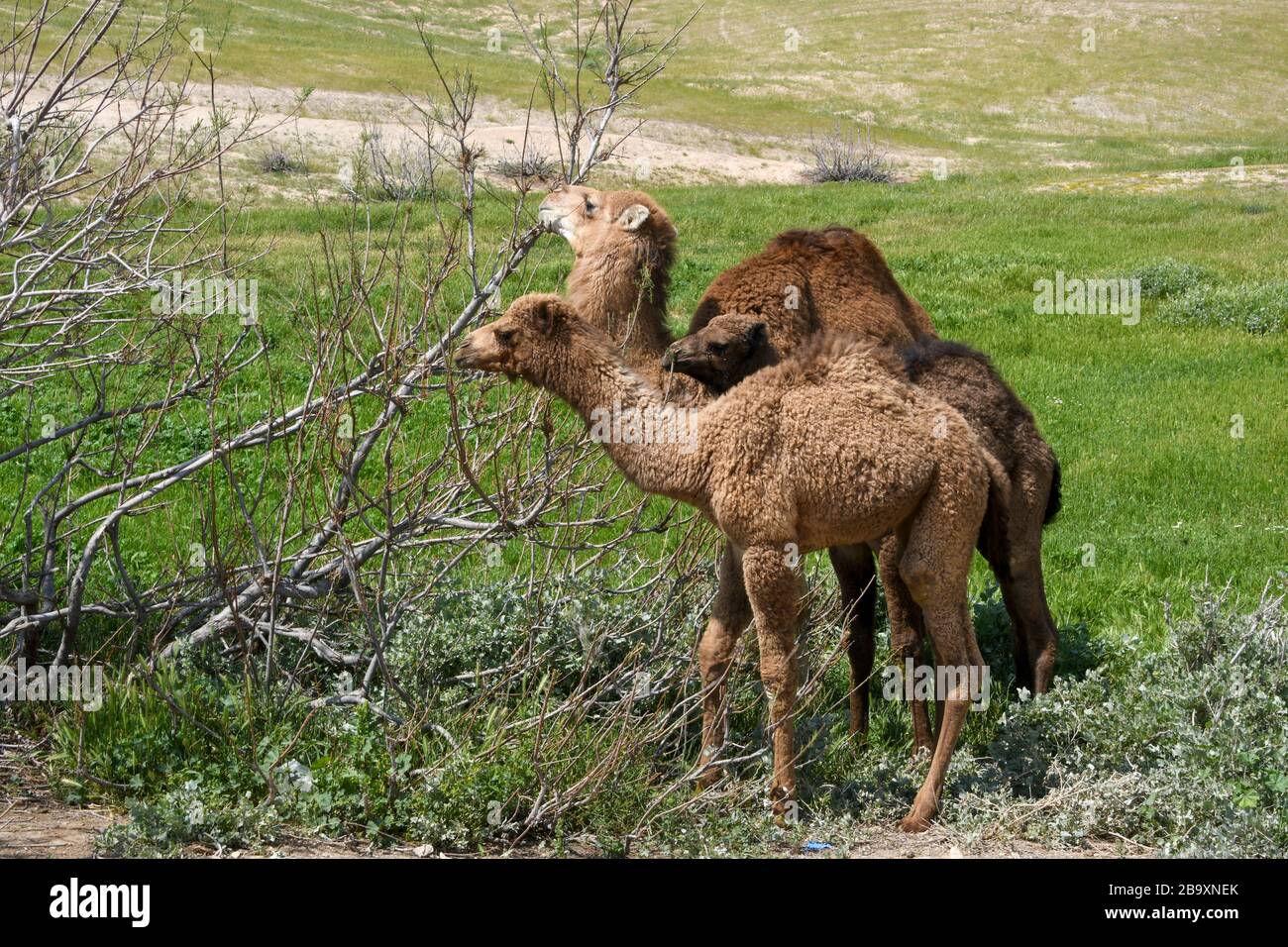 Deux jeunes chameaux dromadaires se nourrissant d'un buisson ont photographié la vallée du rein, le désert judaïen, la Palestine de Cisjordanie Israël en mars Banque D'Images