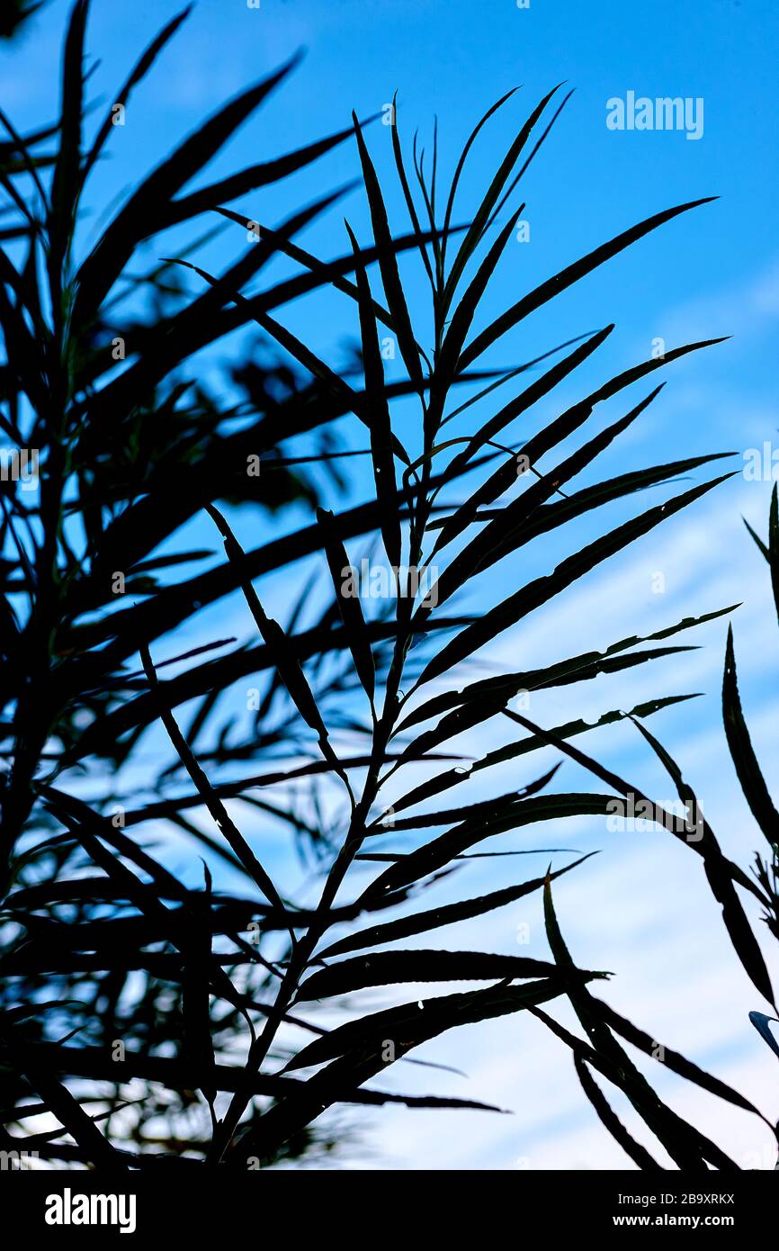 Le feuillage sauvage des arbres boisés et les feuilles contre un ciel bleu vif étés dans la campagne anglaise, Angleterre, Royaume-Uni Banque D'Images