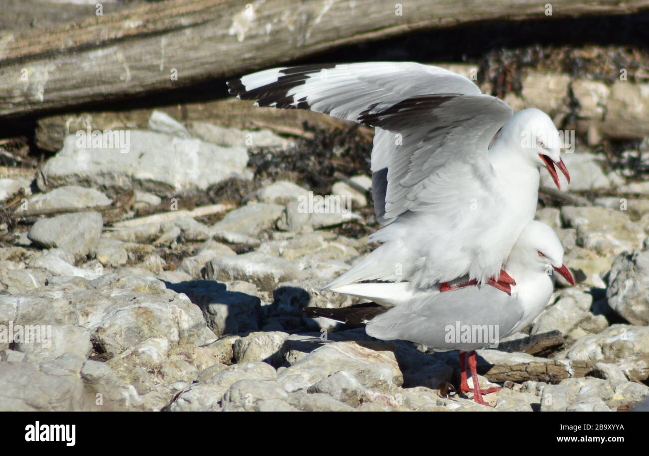 Deux mouettes se copiant sur des rochers à Kaikoura, en Nouvelle-Zélande Banque D'Images