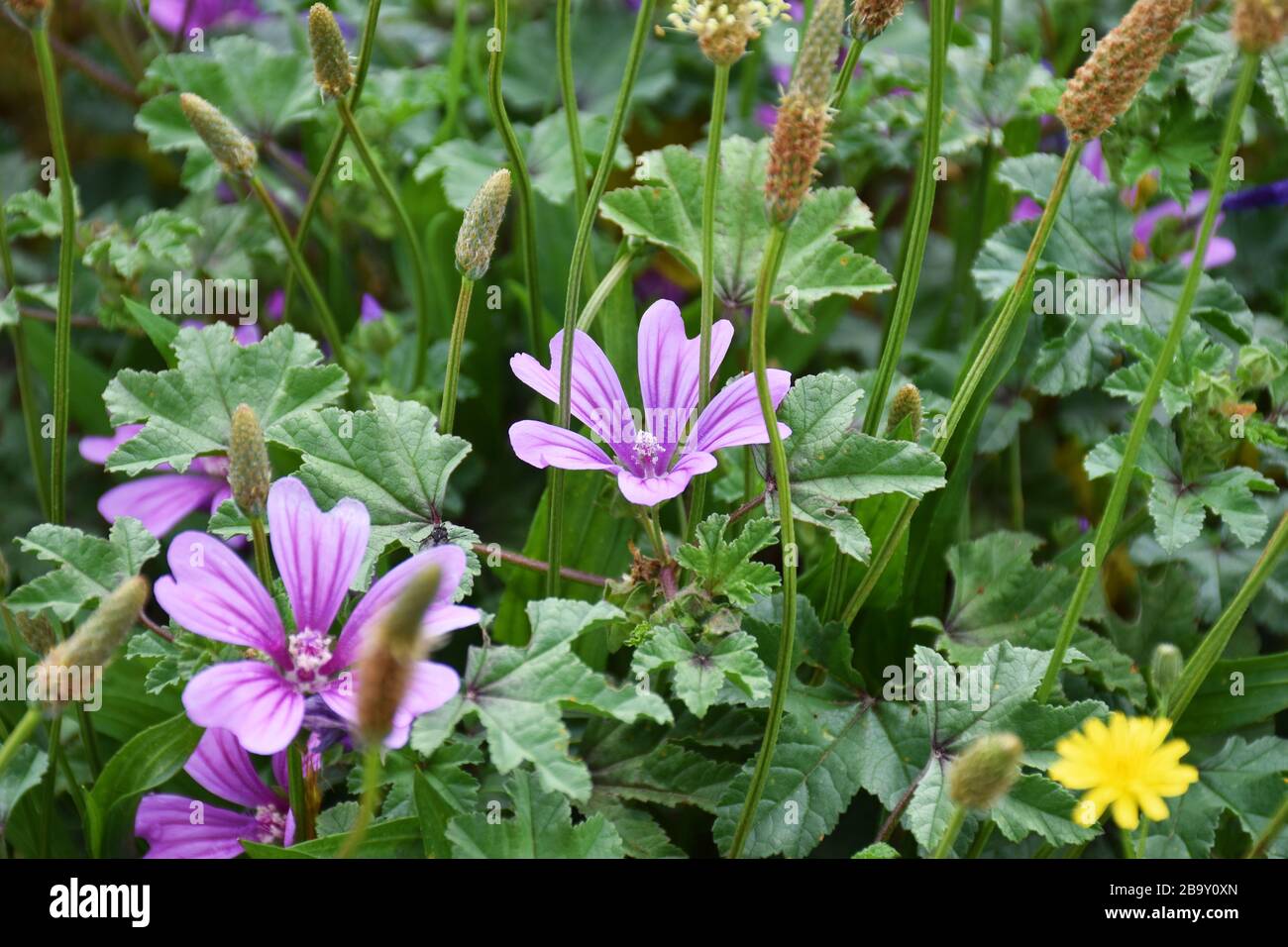 Fleurs roses colorées sur un pré au printemps Banque D'Images