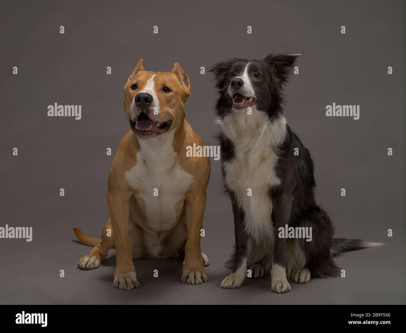 Deux chiens, des amis, une frontière collie, noir et blanc et le Staffordshire Terrier, rouge et blanc sur un fond gris, lumière de studio Banque D'Images
