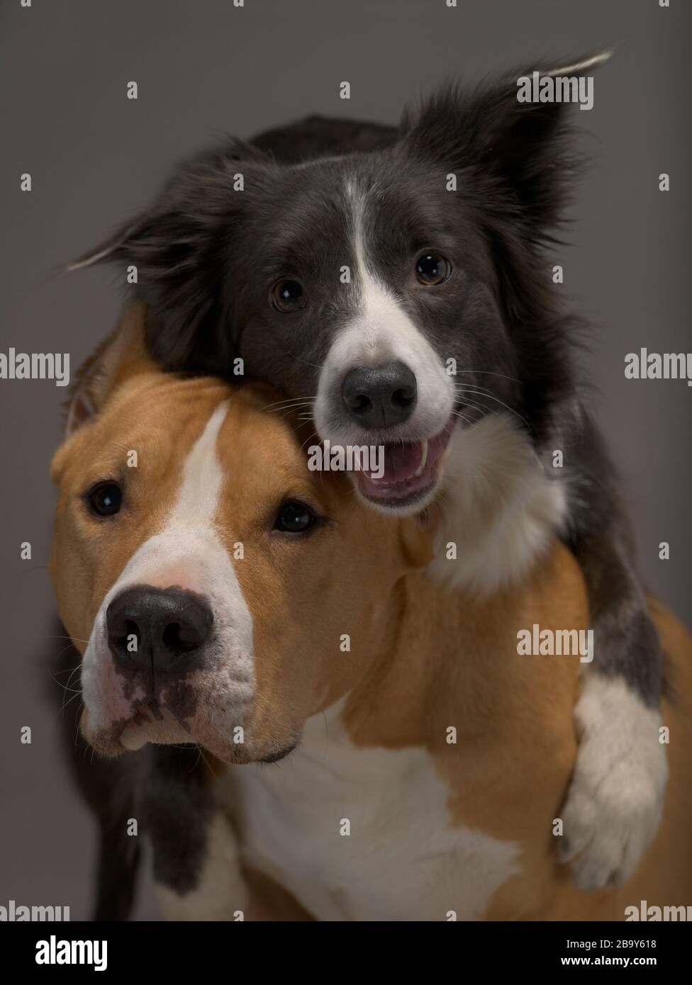 Deux chiens, des amis, une frontière collie, noir et blanc et le Staffordshire Terrier, rouge et blanc sur un fond gris, lumière de studio Banque D'Images