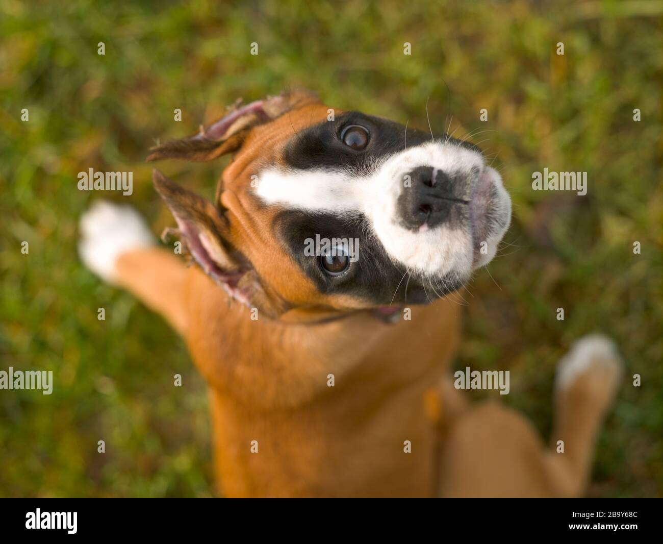 Chiot Boxer chien de quatre mois sur fond d'herbe verte, portrait, regarder l'appareil photo, vue de dessus Banque D'Images