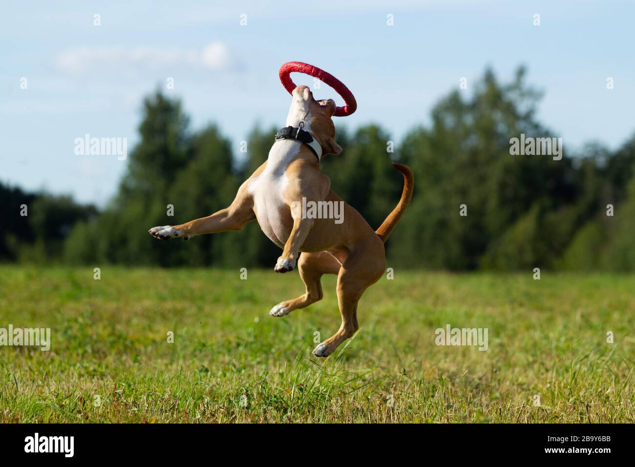 Chien dans la mangeoire. Été. Promenade. Champ. Foin. Chien. Nature. Staffordshire terrier sont à pied dans le champ Banque D'Images