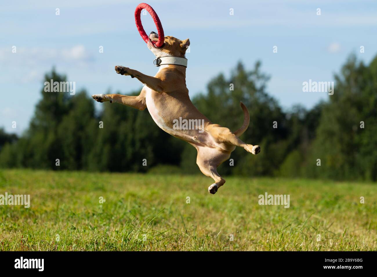 Chien dans la mangeoire. Été. Promenade. Champ. Foin. Chien. Nature. Staffordshire terrier sont à pied dans le champ Banque D'Images