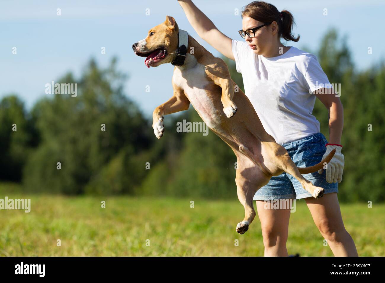 Chien dans la mangeoire. Été. Promenade. Champ. Foin. Chien. Nature. Staffordshire terrier sont à pied dans le champ Banque D'Images