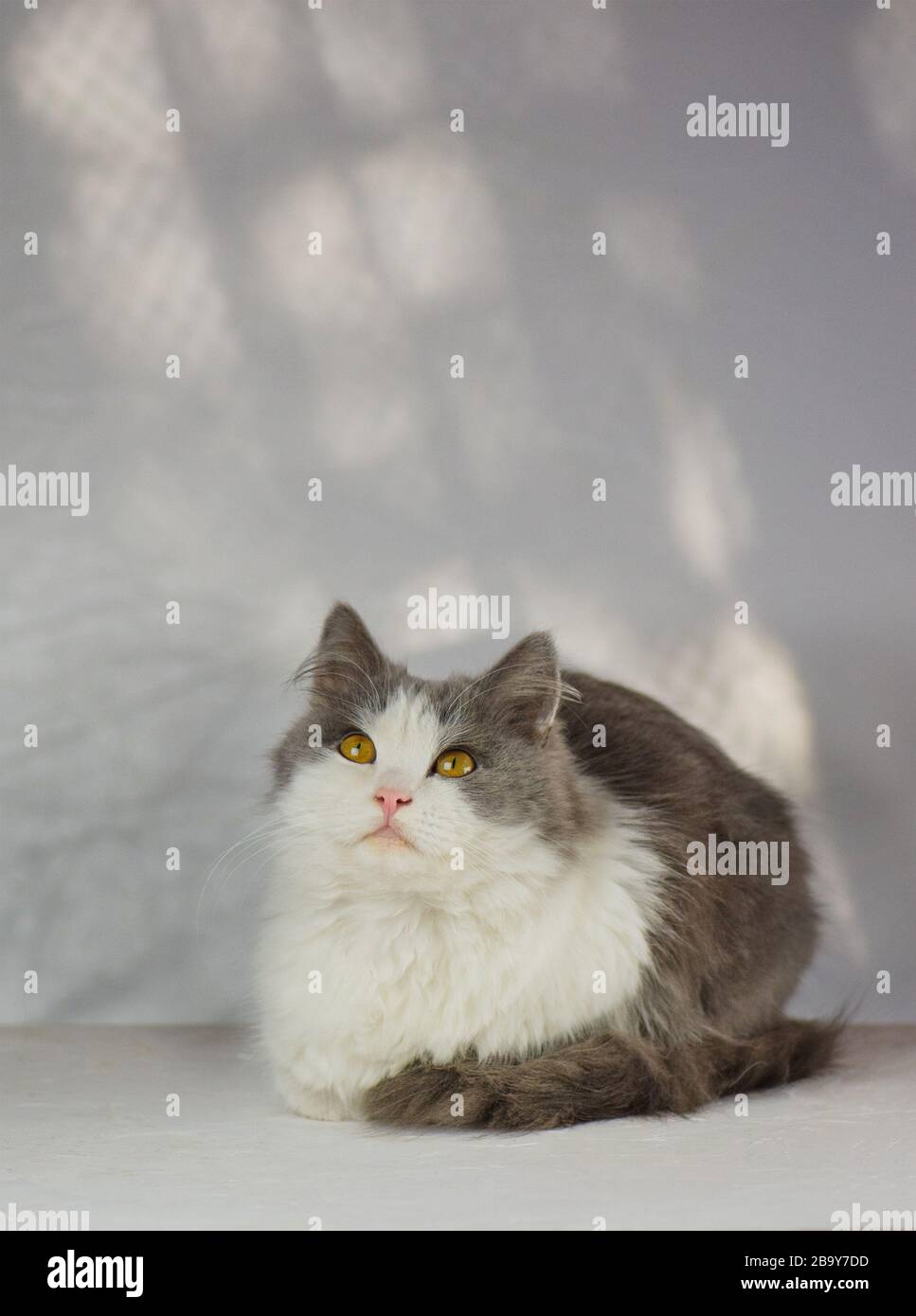 Chat intéressé se reposant à la maison. Chat gris doux. Chat habitable à la maison. Chat charmant à la maison. Portrait mignon de chaton. Banque D'Images