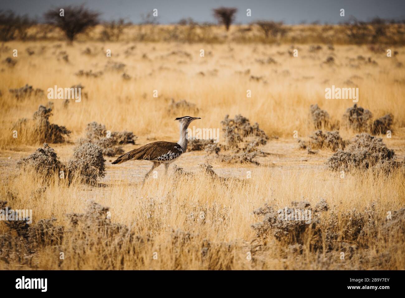 Oiseau de buzard sauvage qui traverse la savane du désert africain Banque D'Images