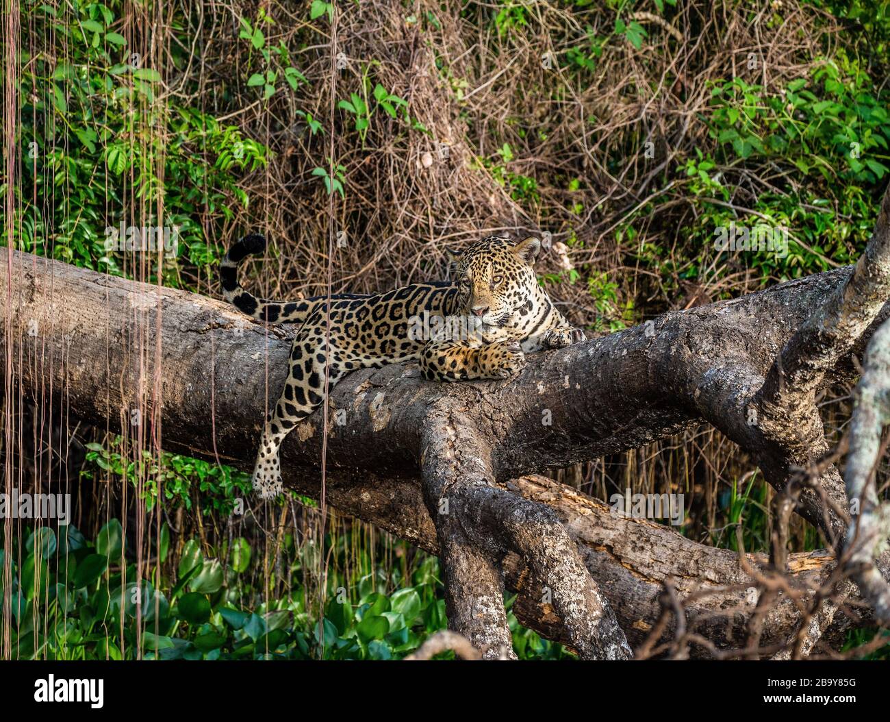 Jaguar se trouve sur un arbre pittoresque au milieu de la jungle. Amérique du Sud. Brésil. Parc national de Pantanal. Banque D'Images