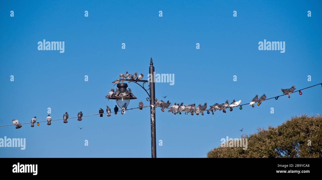 Mouettes sur fil d'éclairage reliant les bornes de la lampe à un ciel bleu. Banque D'Images